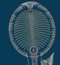 Palm Diera