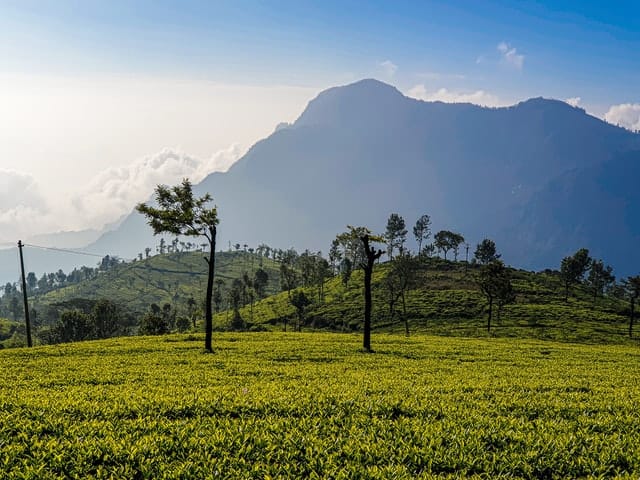 tea estate ooty tamilnadu