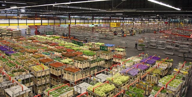 Aalsmeer Flower Auction