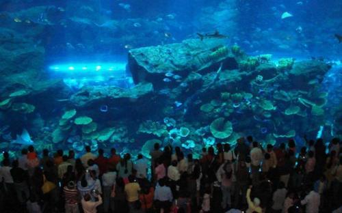 Dubai Aquarium & Underwater Zoo