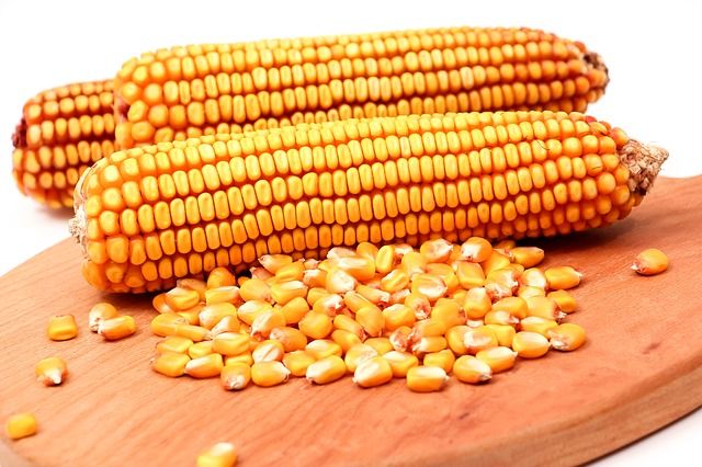 Maize Cob