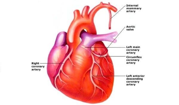 Human Heart