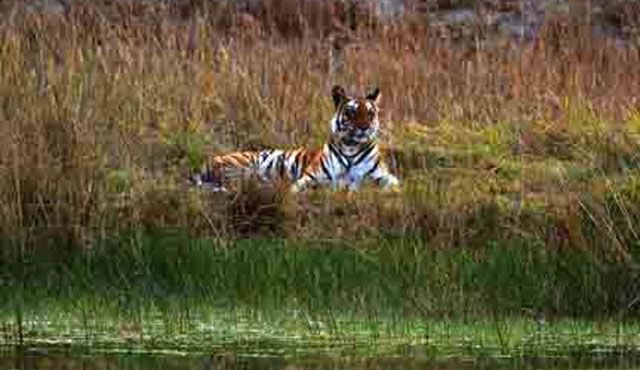 Bandhavgarh National Park Bandhavgarh National Park