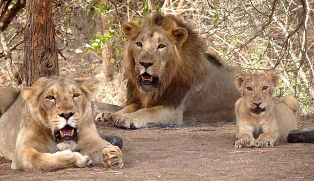 Gir National Park Gir National Park