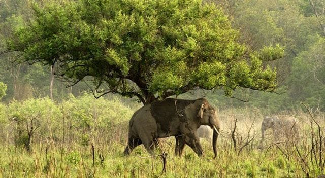 Read more about the article 10 Best Adventure Experiences at the Wildlife Sanctuaries in India