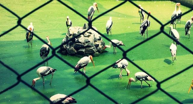 Arignar Anna Zoological Park