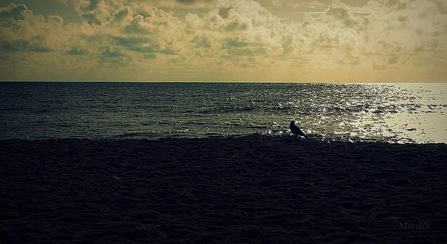 Edward Elliot's Beach
