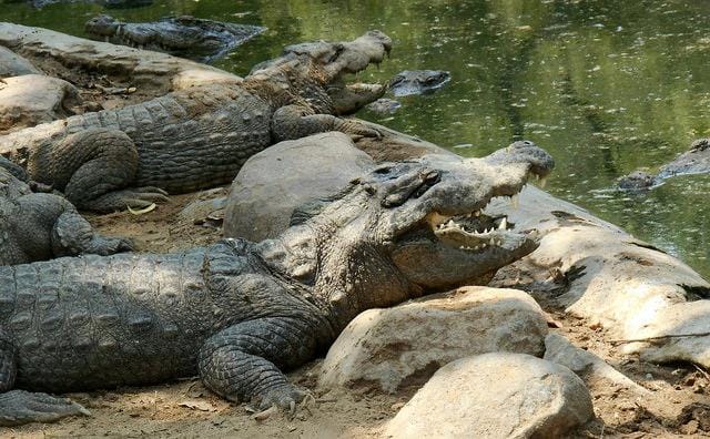 Madras Crocodile Bank