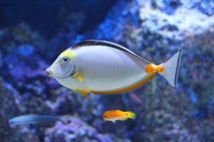 Read more about the article 4 Things You Should Know Before Ordering a Saltwater Fish Online