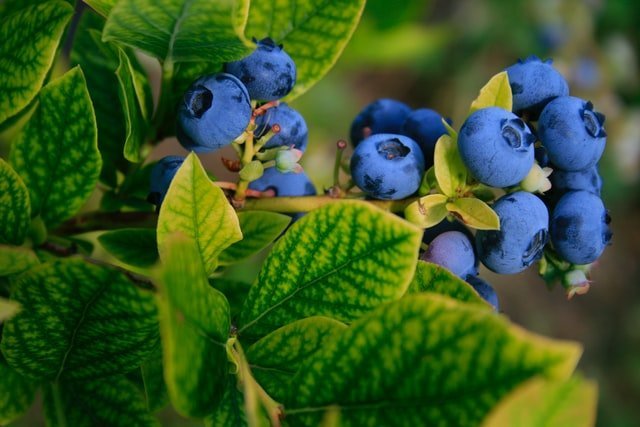 Read more about the article 20 World’s Largest Blueberries Producing Countries