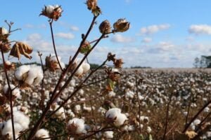 Read more about the article 10 World’s Highest Cotton Producing Countries
