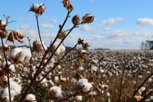 Read more about the article 10 World’s Highest Cotton Producing Countries