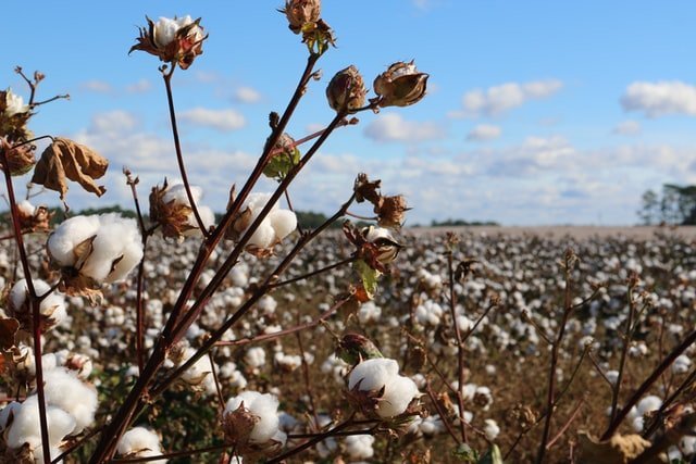 Read more about the article 10 World’s Largest Cotton Producing Countries