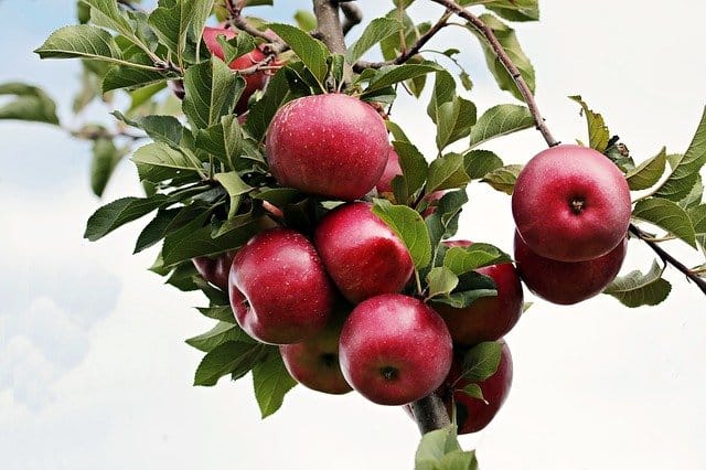 Read more about the article 20 World’s Highest Apple Producing Countries