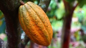 Read more about the article Largest Cocoa Producing Countries in the World