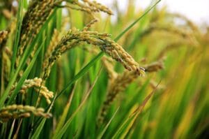 Read more about the article World’s Highest Rice Producing Countries