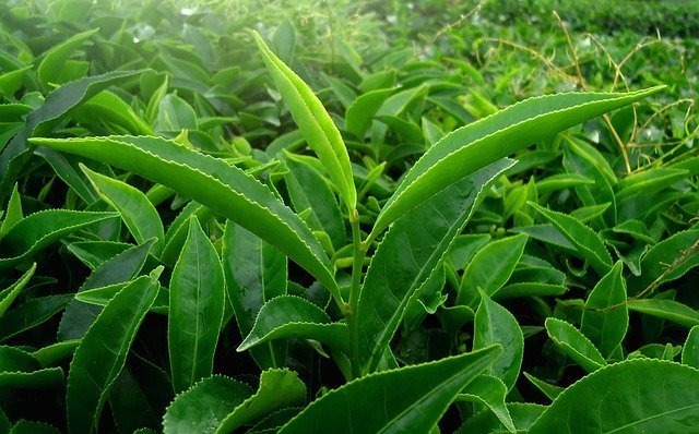Read more about the article World’s Largest Tea Producing Countries