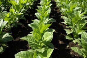 Read more about the article World’s Highest Tobacco Producing Countries