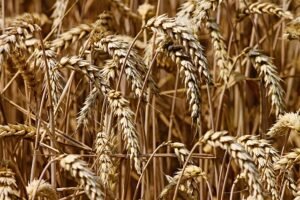 Read more about the article 15 Highest Wheat Producing Countries