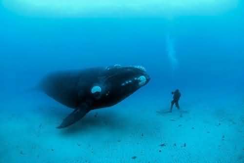 Read more about the article 10 World’s Heaviest Living Marine Mammals