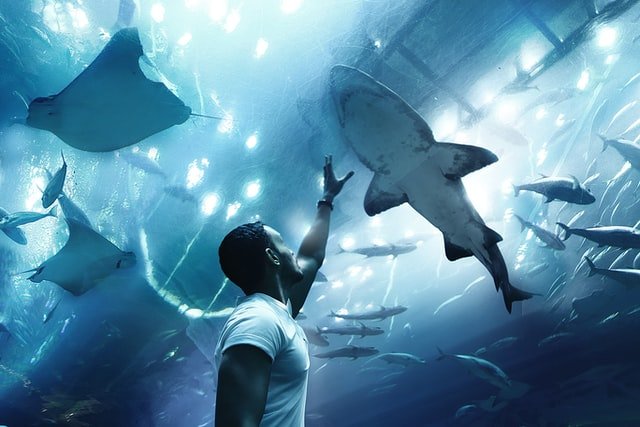 Read more about the article List of Major Aquariums and Dolphinariums in Dubai