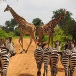 6 Remarkable National Parks in Africa