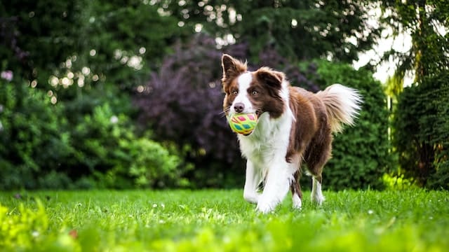 Read more about the article 10 Training that Helps Your Dog lead a Better Life