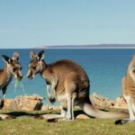 Kangaroo Island