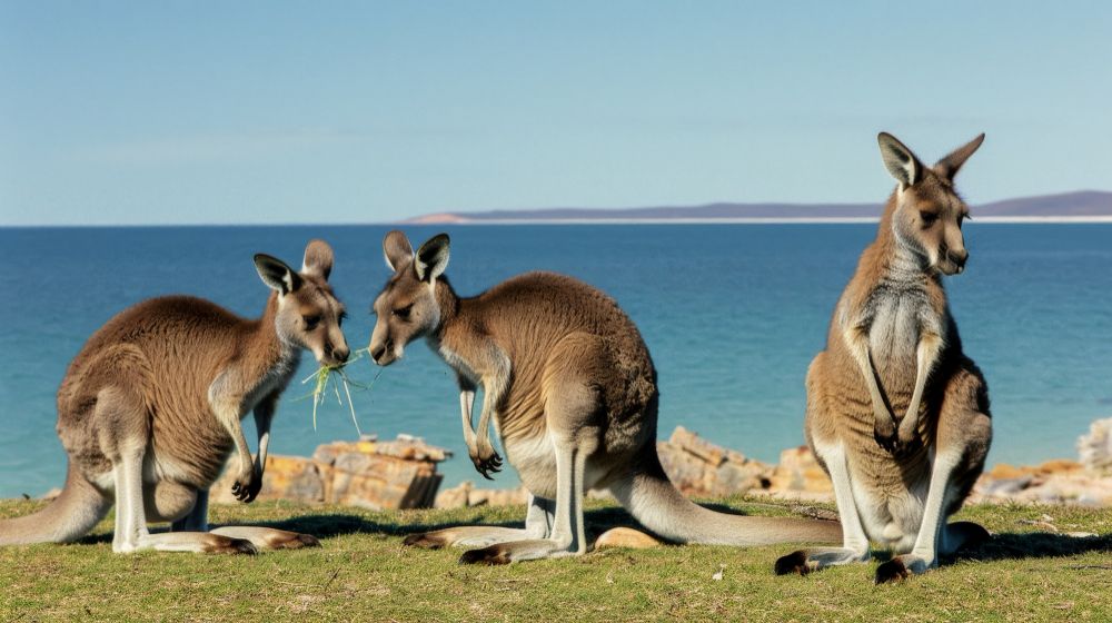 Kangaroo Island
